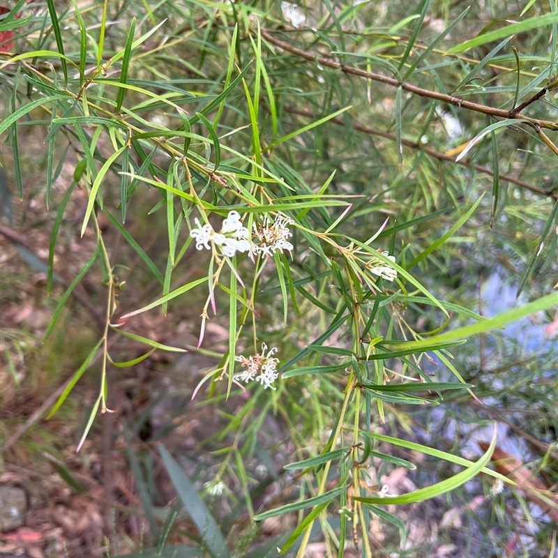 Grevillea linearifolia