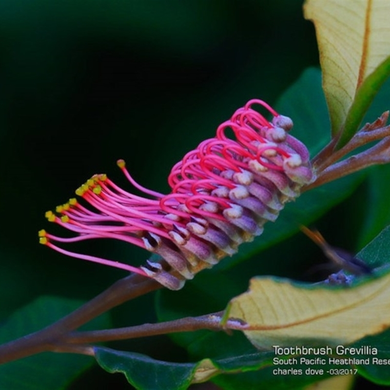 Grevillea macleayana