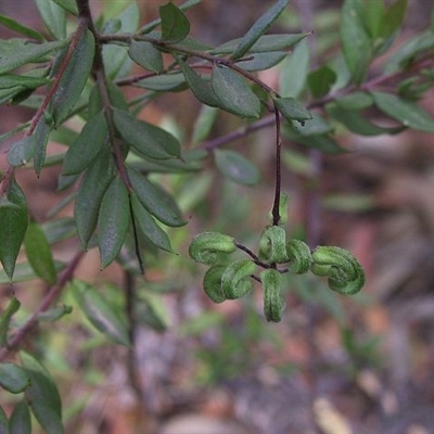 Grevillea mucronulata