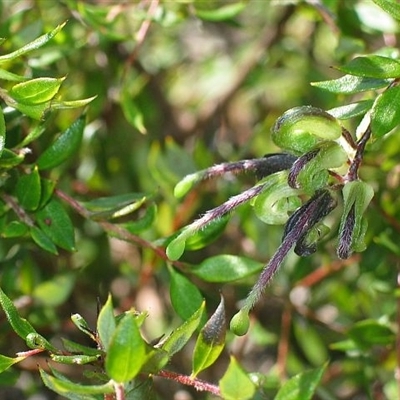 Grevillea mucronulata