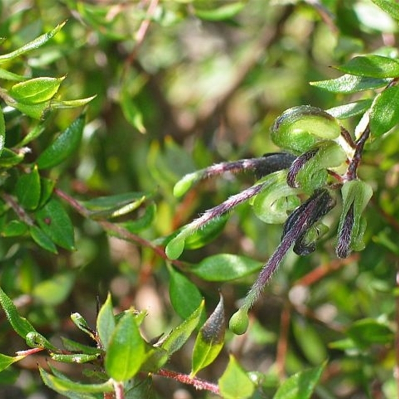 Grevillea mucronulata