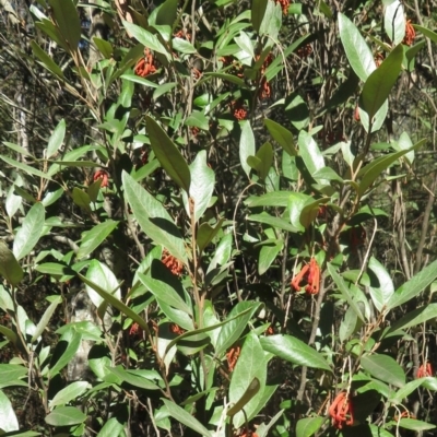 Grevillea oxyantha subsp. oxyantha