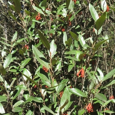 Grevillea oxyantha subsp. oxyantha