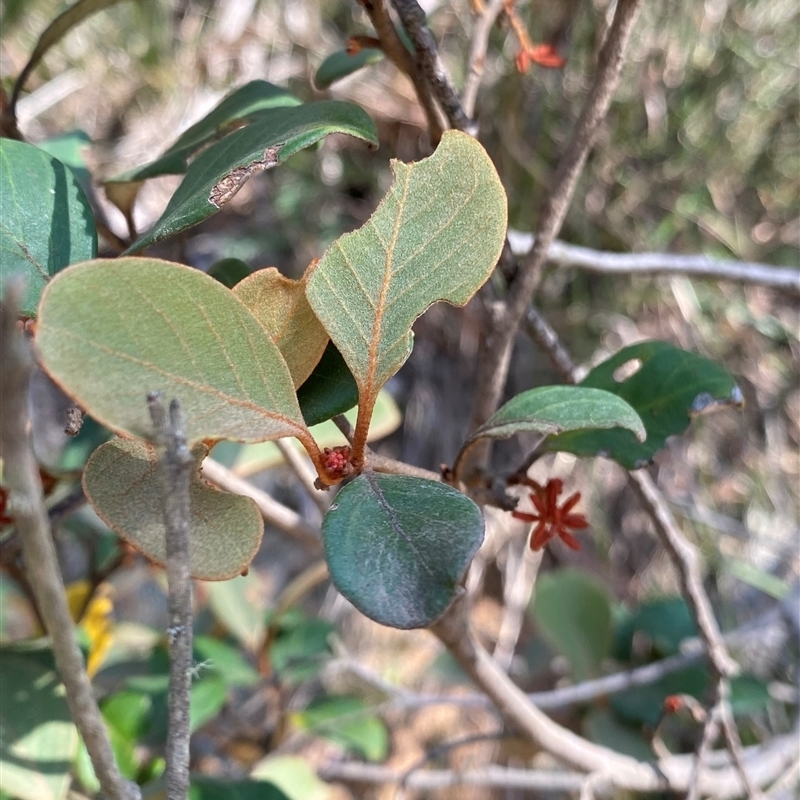 Grevillea oxyantha subsp. oxyantha