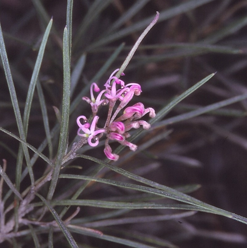 Grevillea patulifolia