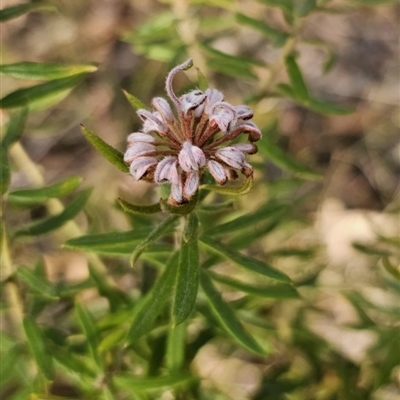 Grevillea phylicoides