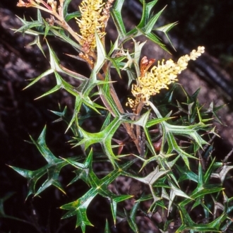 Grevillea ramosissima subsp. ramosissima