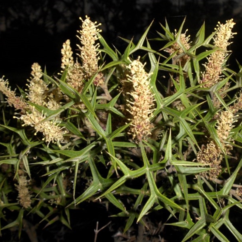 Grevillea ramosissima subsp. ramosissima