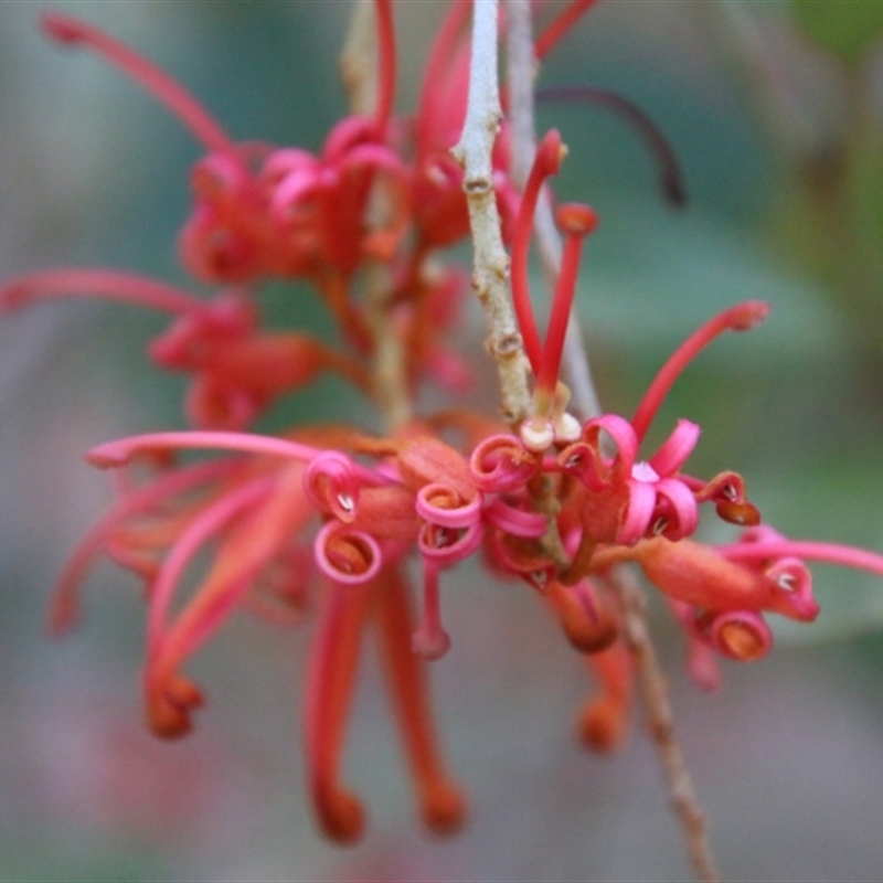 Grevillea rhyolitica