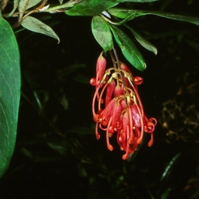 Grevillea rhyolitica subsp. rhyolitica