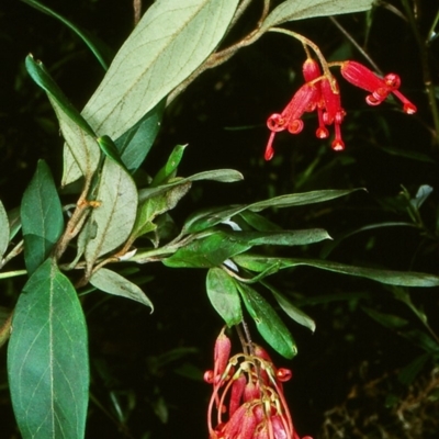 Grevillea rhyolitica subsp. rhyolitica