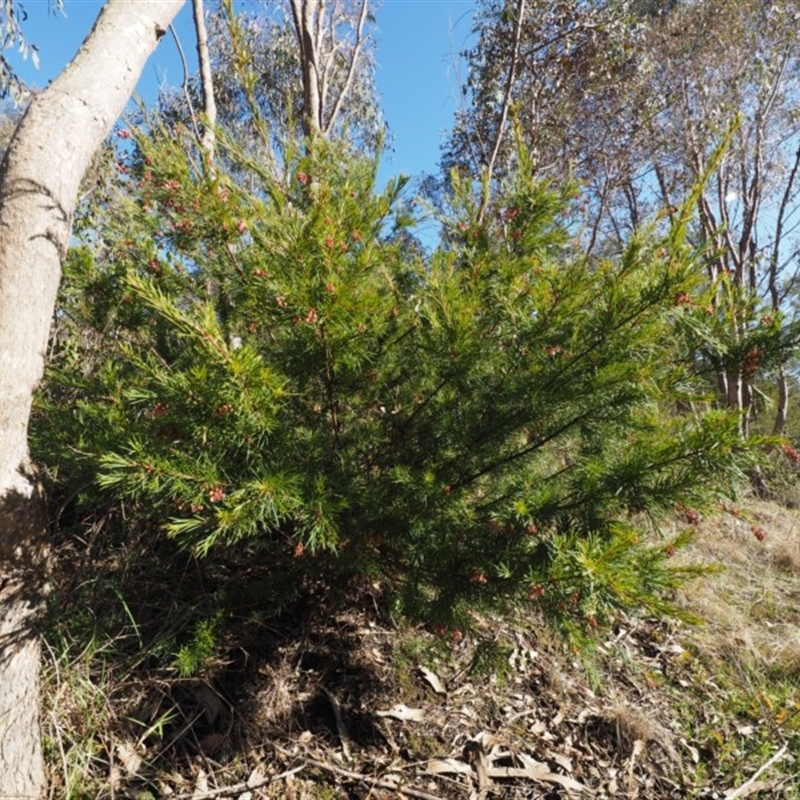 Grevillea rosmarinifolia subsp. rosmarinifolia