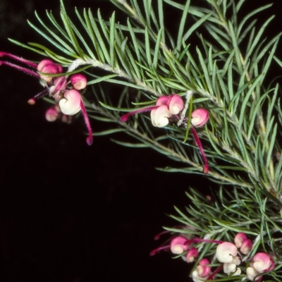 Grevillea rosmarinifolia/lanigera intergrade
