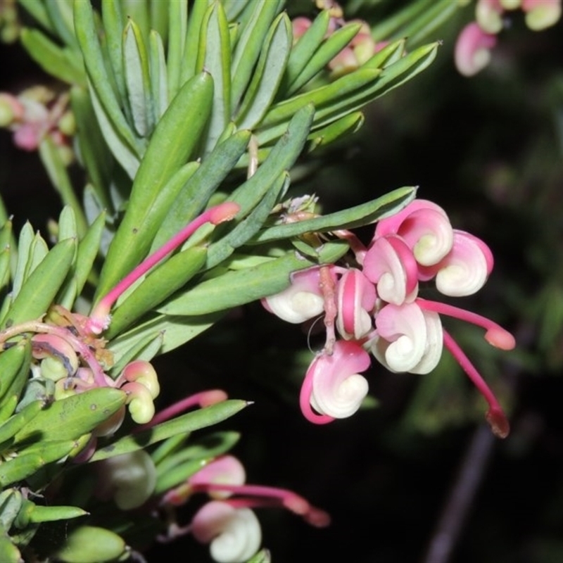 Grevillea rosmarinifolia/lanigera intergrade