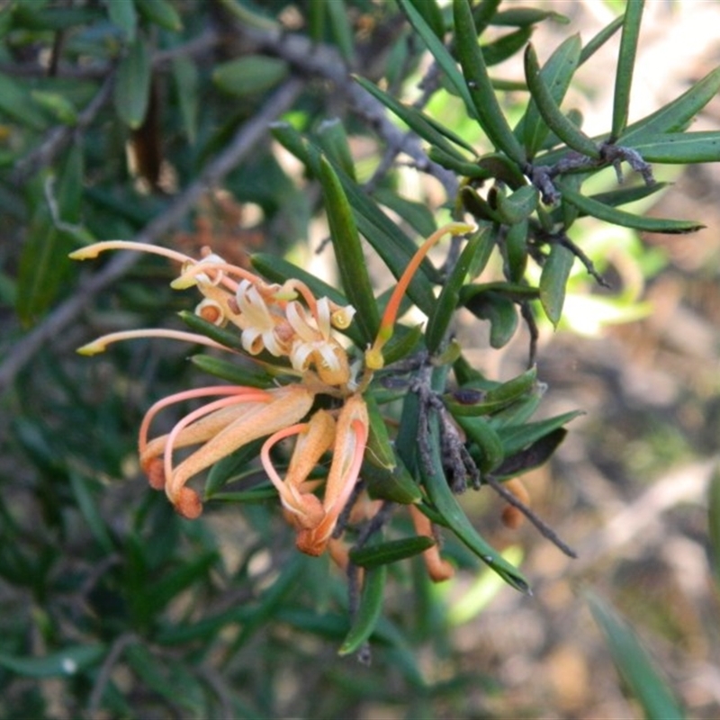 Grevillea sp.