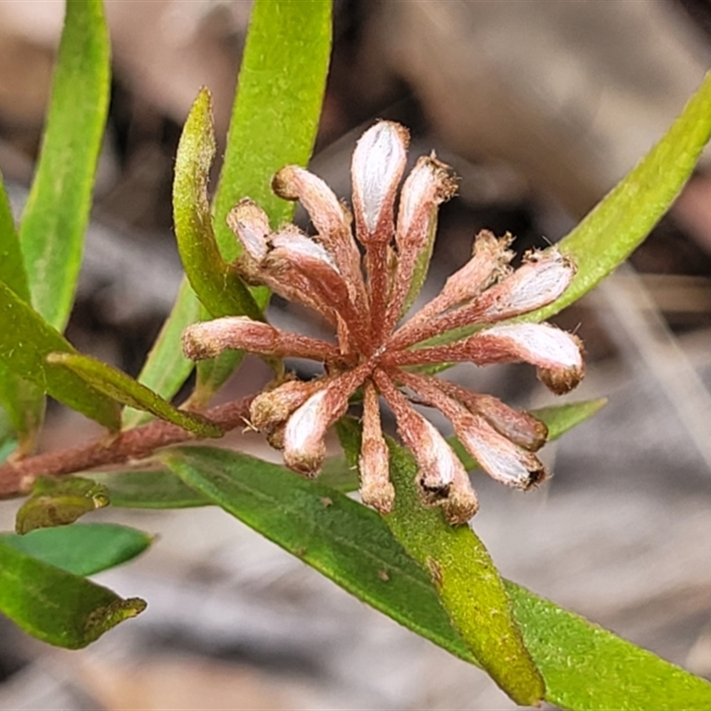 Grevillea sphacelata