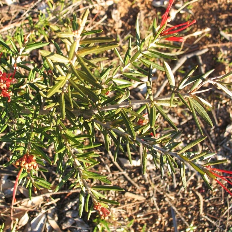 Grevillea victoriae