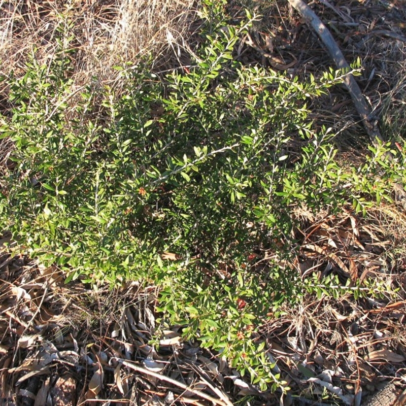 Grevillea victoriae