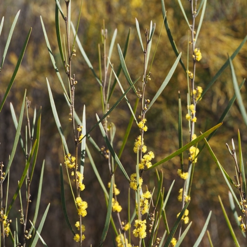 Acacia dawsonii