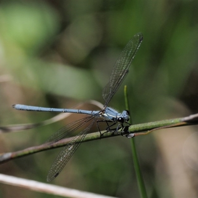 Griseargiolestes intermedius