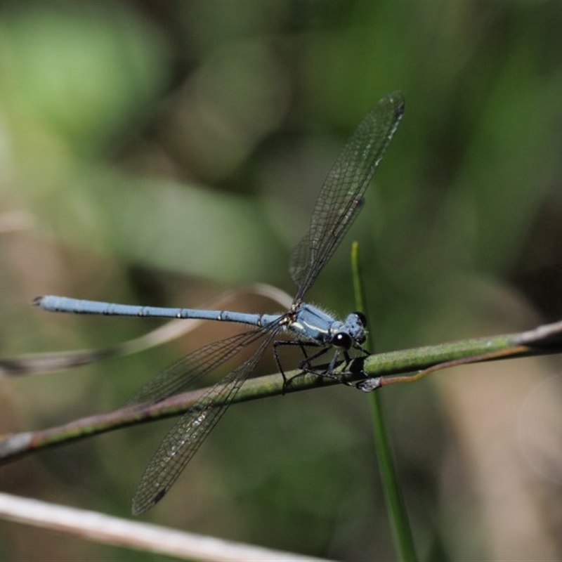 Griseargiolestes intermedius