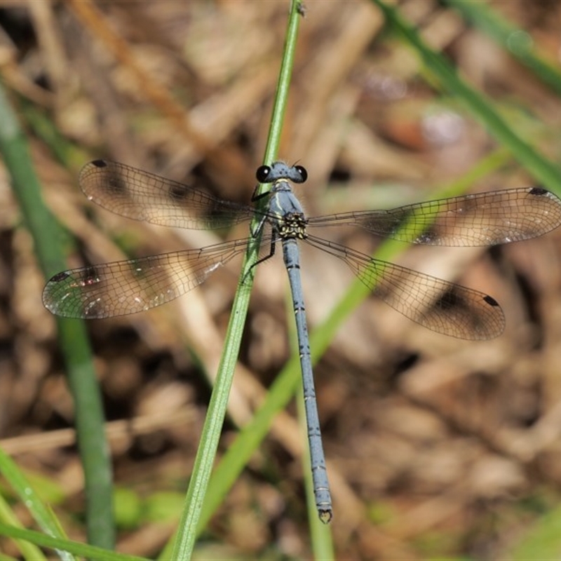 Griseargiolestes intermedius