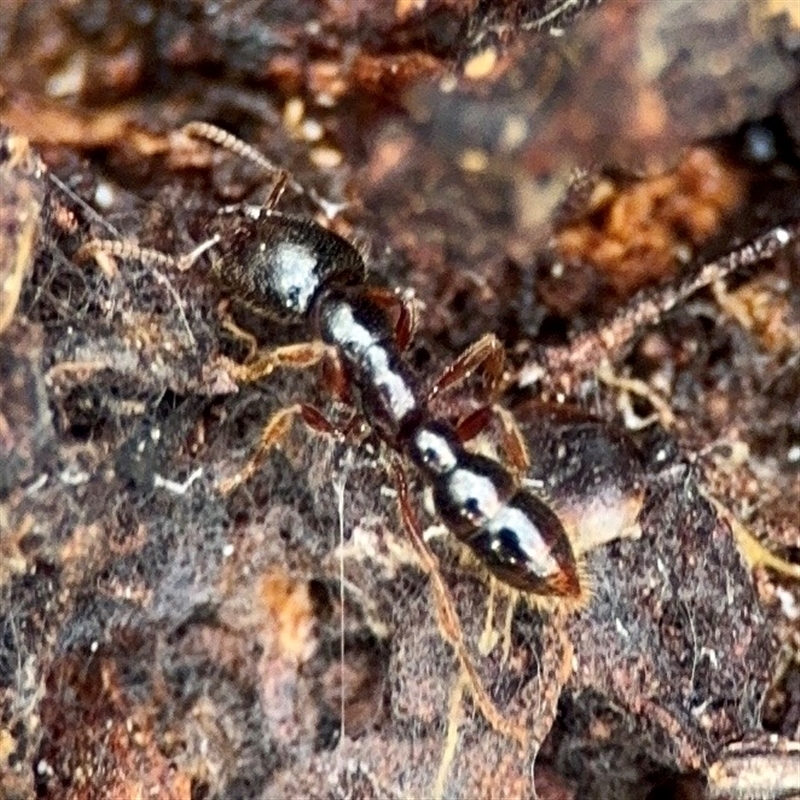 Amblyopone sp. (genus)