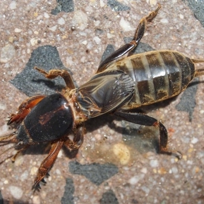 Gryllotalpa nitidula