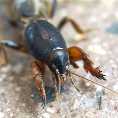 Gryllotalpa nitidula