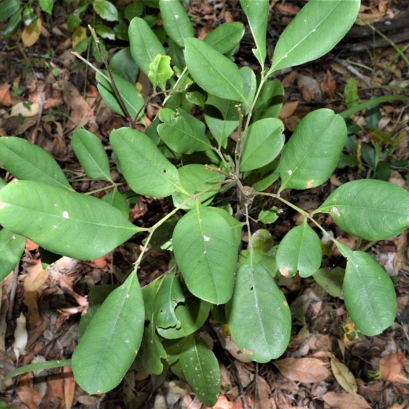 Guioa semiglauca