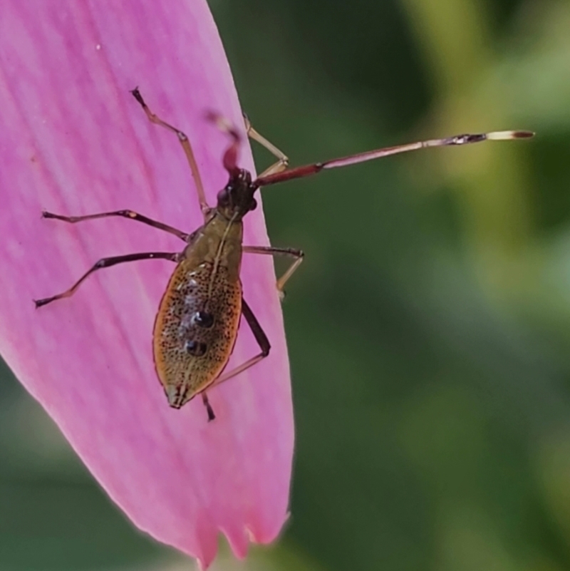 Amblypelta nitida