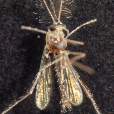 Paul Whitington, Wonboyn - male, ventral view