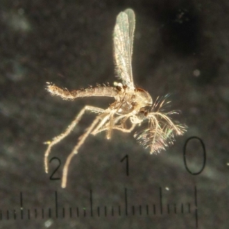 Paul Whitington, Wonboyn - male, lateral view with scale bar