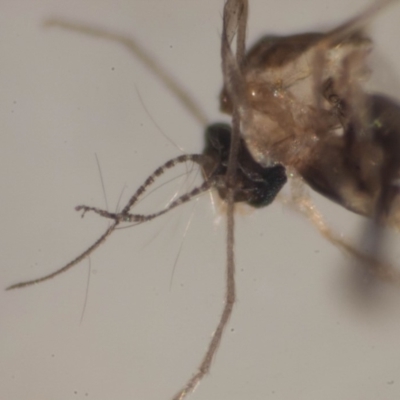 Paul Whitington, Wonboyn - female, showing simple antennae