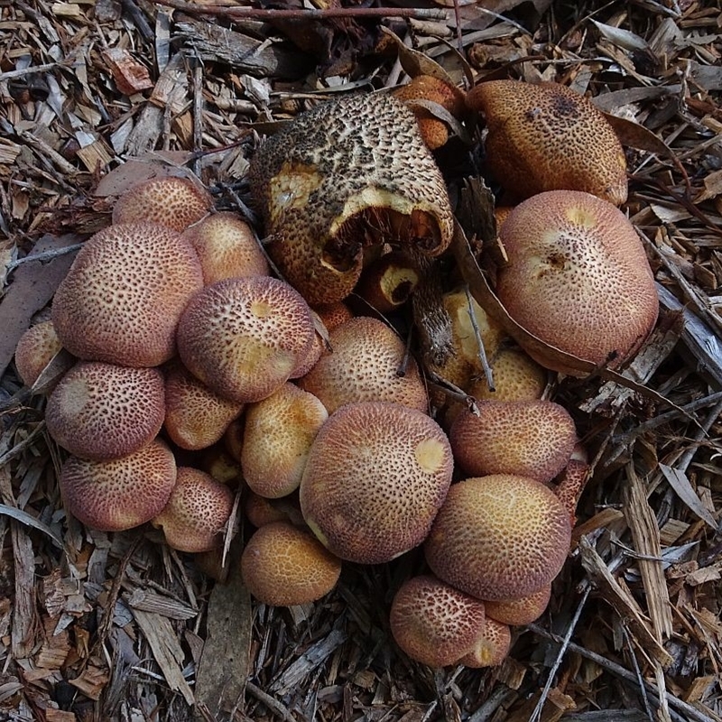 Gymnopilus dilepis