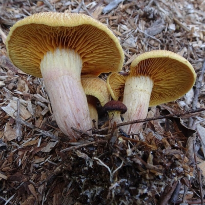 Gymnopilus dilepis