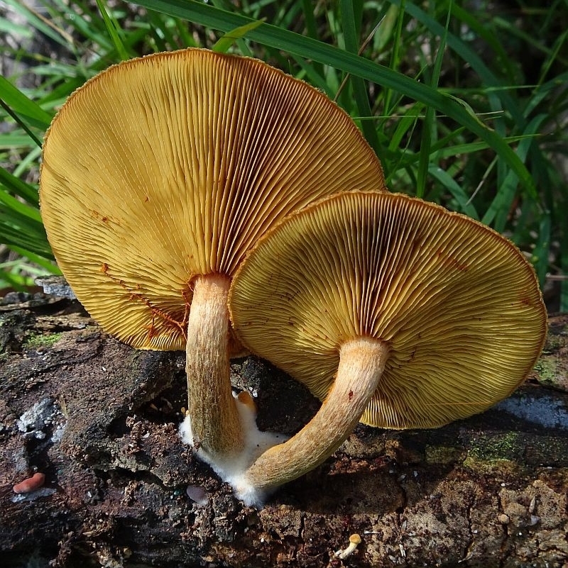 Gymnopilus ferruginosus