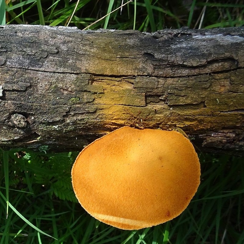 Gymnopilus ferruginosus