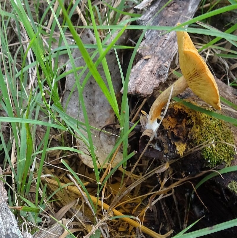 Gymnopilus ferruginosus