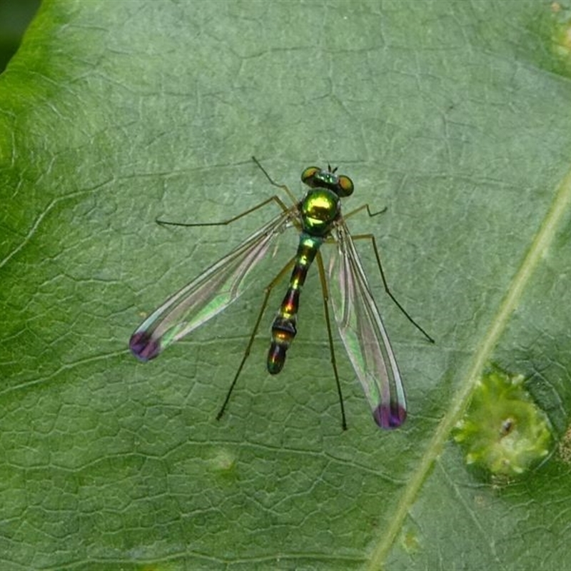 Amblypsilopus zonatus