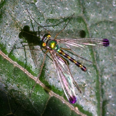 Amblypsilopus zonatus