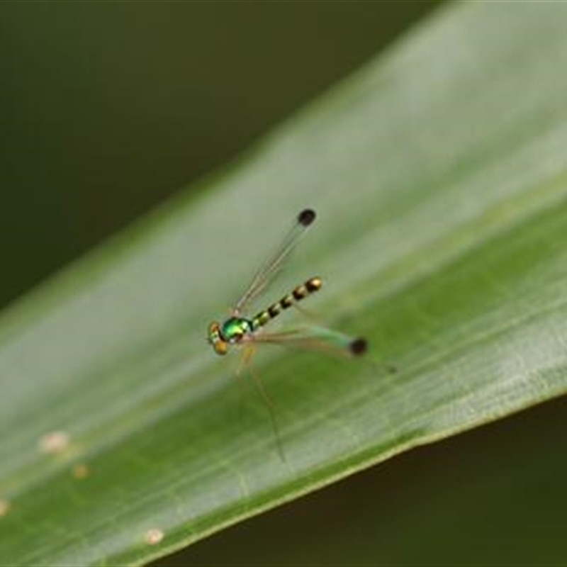 Amblypsilopus zonatus