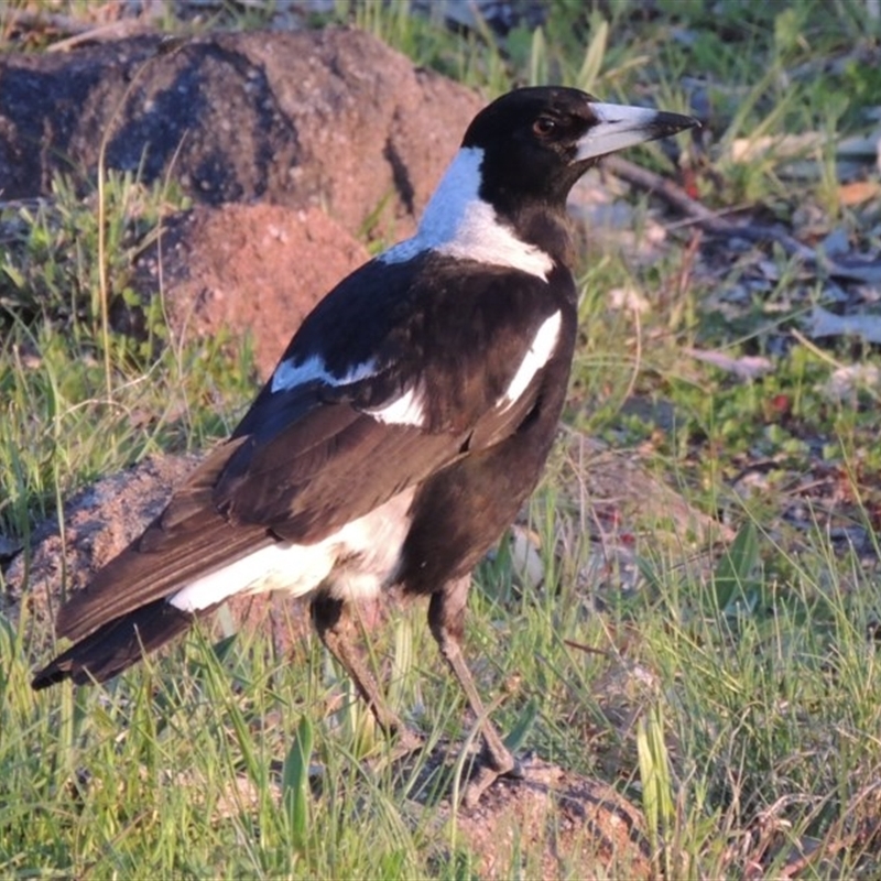 Gymnorhina tibicen