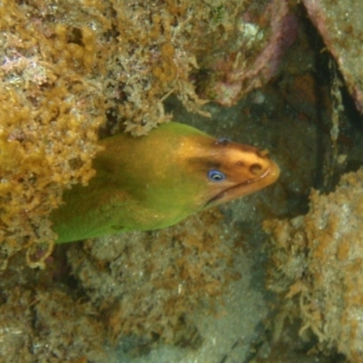 Gymnothorax prasinus