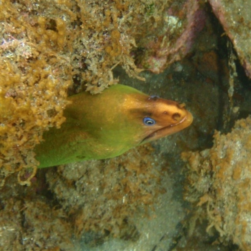 Gymnothorax prasinus