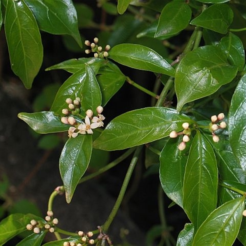 Gynochthodes jasminoides