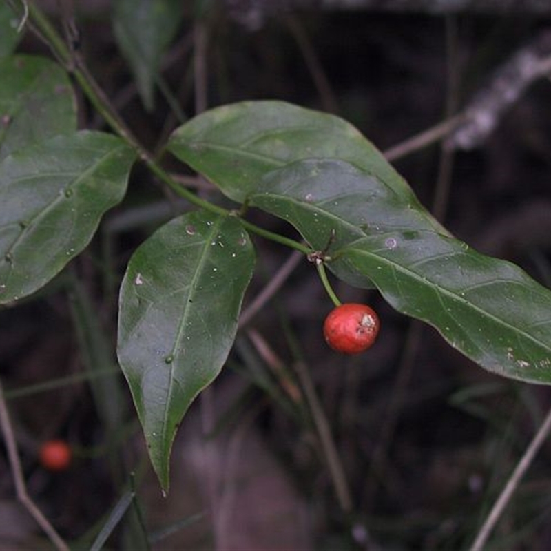 Gynochthodes jasminoides