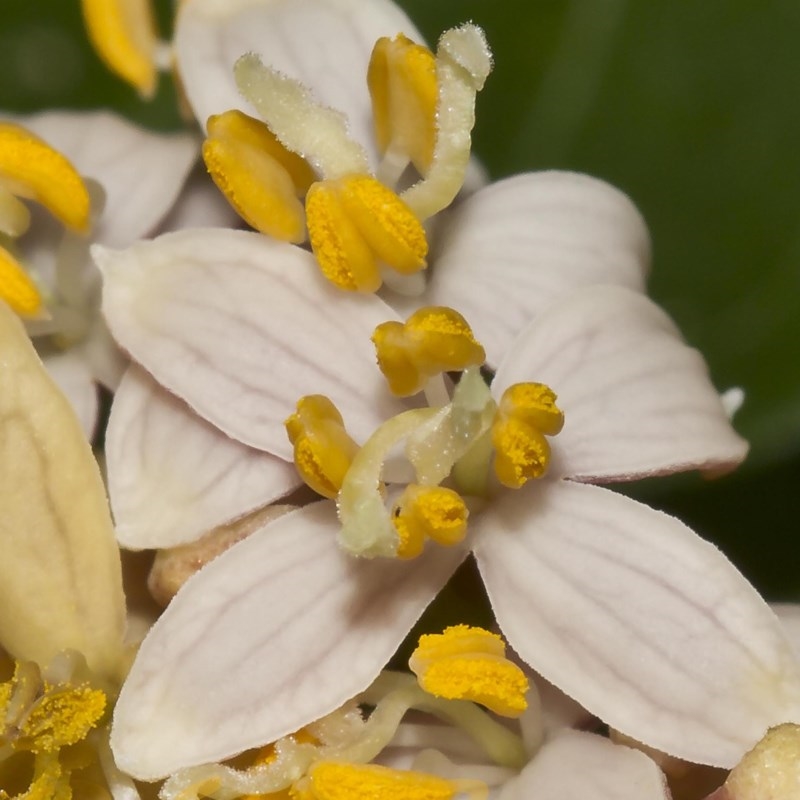 Gynochthodes jasminoides