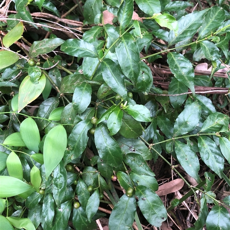 Gynochthodes jasminoides