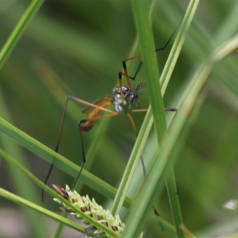 Gynoplistia (Gynoplistia) bimaculata